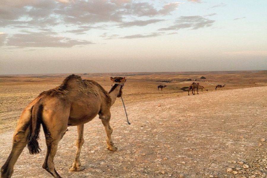 Camel Ride & Quad Bike Experience all'Agafay Rocky Desert
