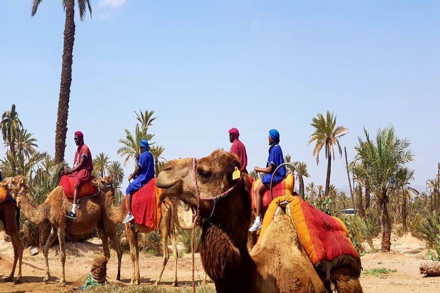 Giro in cammello e quad in Marrakech Palmeraie