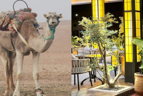 Passeggiata a dorso di cammello al tramonto nel deserto di Agafay e cena a Chouf L'Or a Marrakech