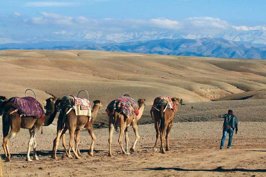 Quad Bike, Camel Ride e cena nel deserto roccioso di Agafay