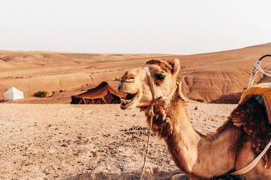 Camel Ride & Quad Bike Experience all'Agafay Rocky Desert